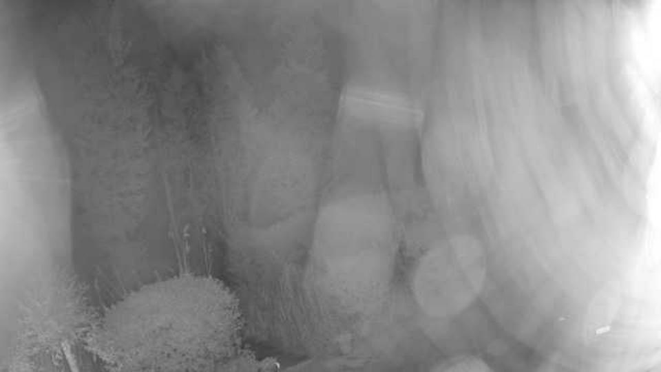 Webcam live 