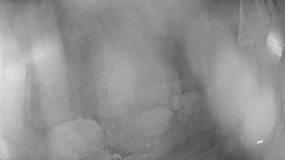 Webcam live 