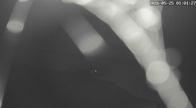 Webcam live 