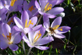Viel Raureif und Frühlingsgefühle - Winter 2007/2008