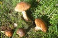 Septemberglanz Altweibersommer