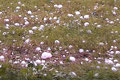 Hagelunwetter bei Starnberg