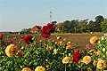 Facettenreicher Oktober 2010