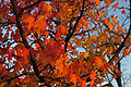 Facettenreicher Oktober 2010