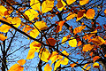 Der Herbst 2010 in Bildern