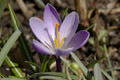 Blütenzauber in der Sonne
