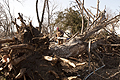Tornadoserie in den USA