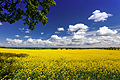 Frühsommertag im Osten