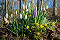 Frühlingsgefühle im Februar